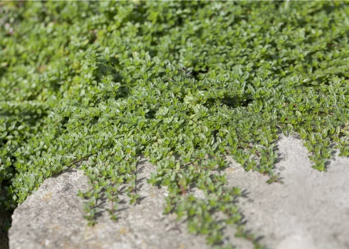 Thymus praecox Thymus praecox