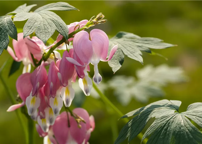 Dicentra spectabilis Dicentra spectabilis