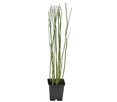 Equisetum hyemale