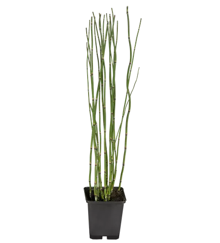 Equisetum hyemale