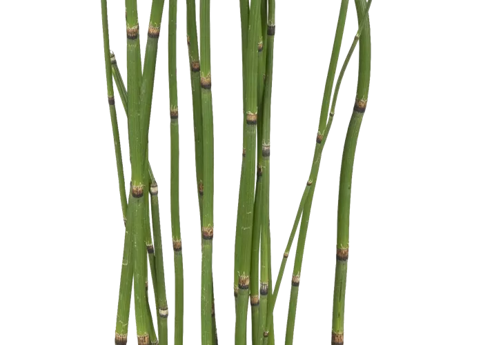 Equisetum hyemale Equisetum hyemale