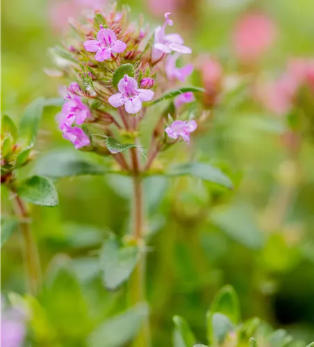 Thymus praecox 'Coccineus' Thymus praecox 'Coccineus'