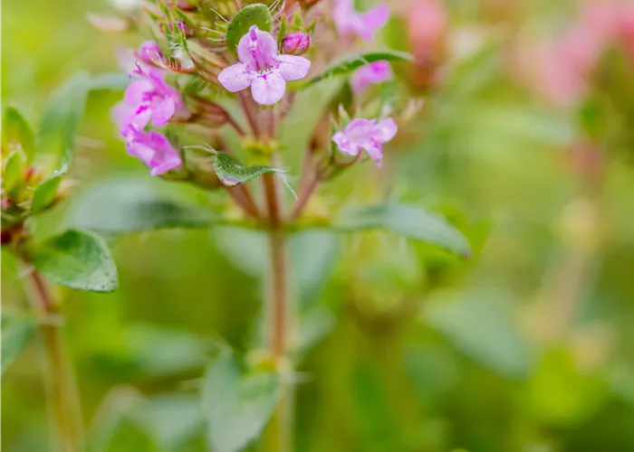 Thymus praecox 'Coccineus'