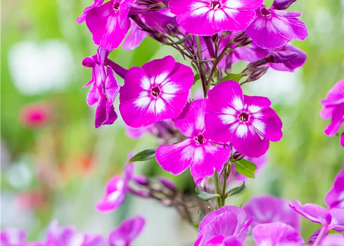 Phlox paniculata 'Uspech'