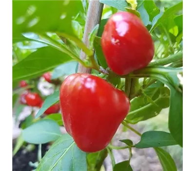 Capsicum annuum 'Merino'