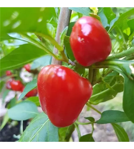 Capsicum annuum 'Merino'