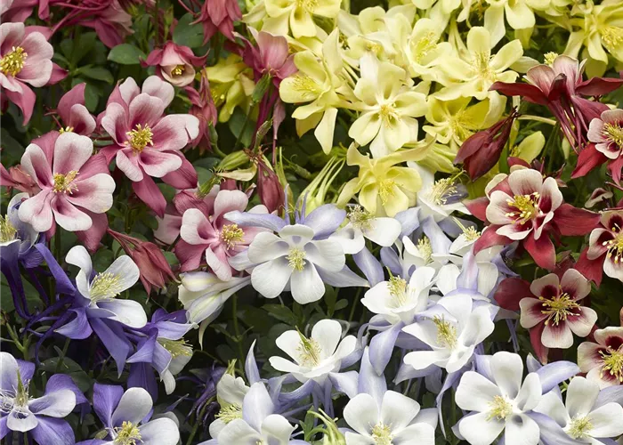 Aquilegia caerulea 'Kirigami'™ 'Mix'