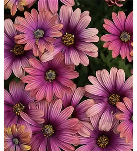Osteospermum 'PopEyes® Magenta Power'