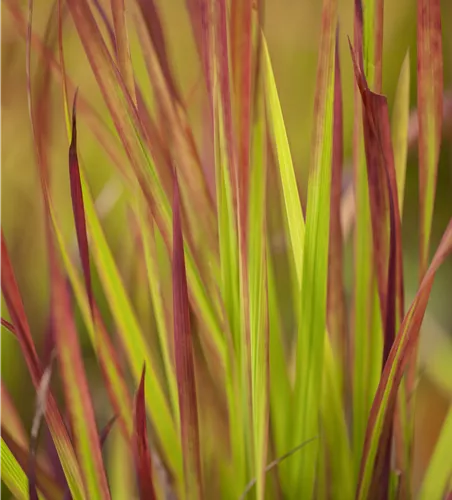 Imperata cylindrica 'Red Baron' 