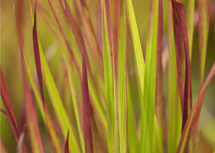 Imperata cylindrica 'Red Baron' 