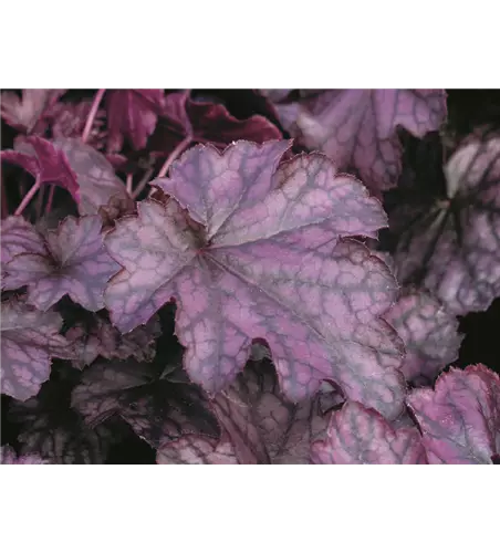Heuchera 'Blackberry Jam' 