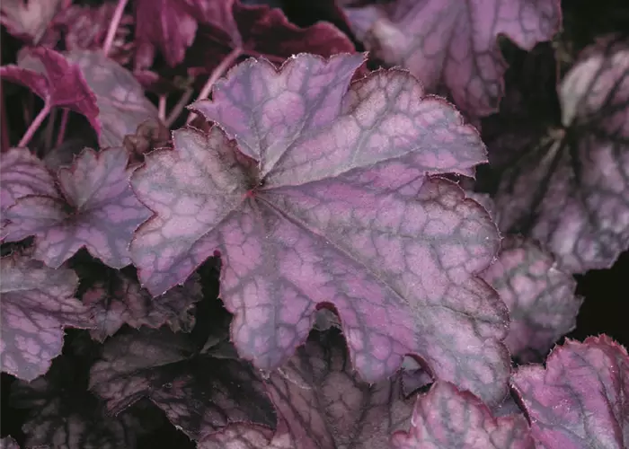 Heuchera 'Blackberry Jam' 