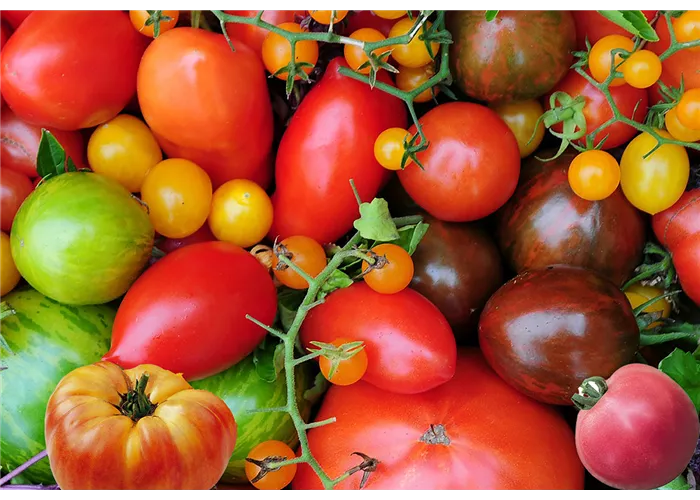 Tomaten - eine herrliche Frucht!