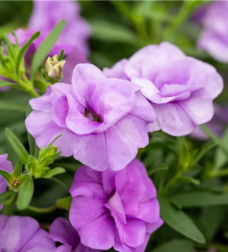 Calibrachoa Uno Do. 'Pink Purple Eye'®