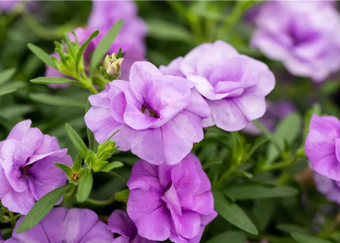 Calibrachoa Uno Do. 'Pink Purple Eye'®