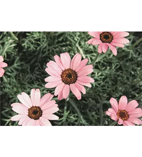 Leucanthemum hosmariense 'African Rose'