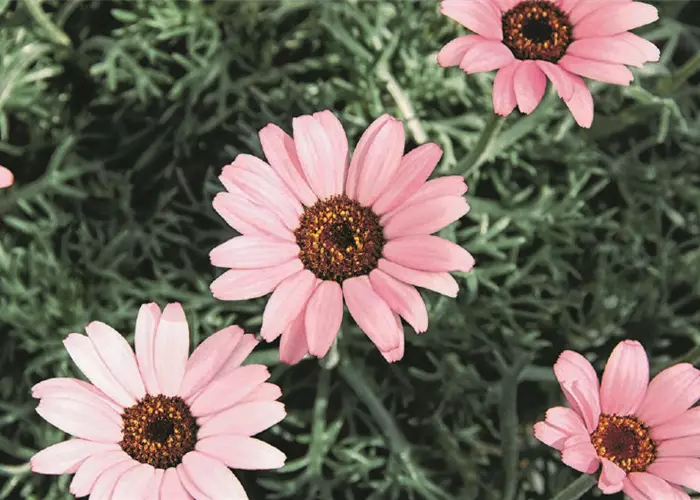 Leucanthemum hosmariense 'African Rose'