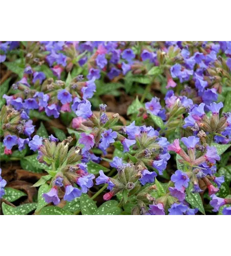 Pulmonaria 'Trevi Fountains'