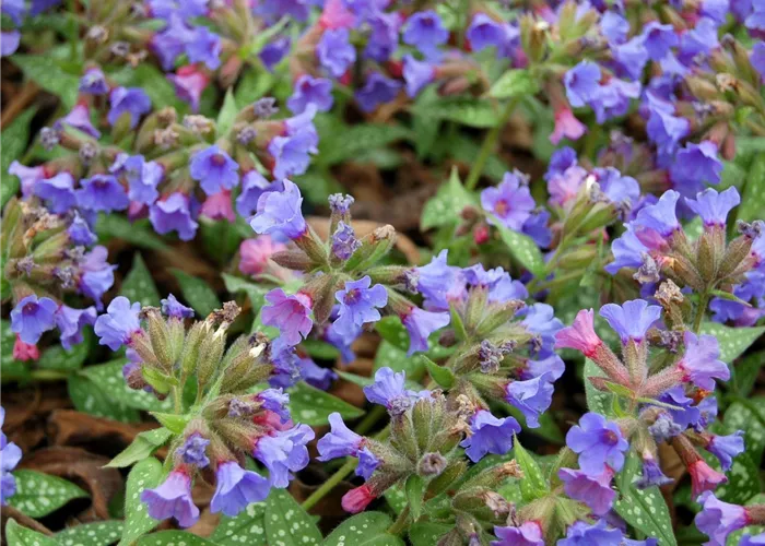 Pulmonaria 'Trevi Fountains' Pulmonaria 'Trevi Fountains'