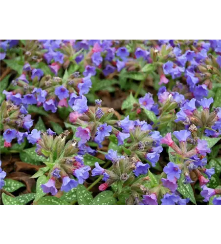 Pulmonaria 'Trevi Fountains'