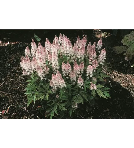 Tiarella laciniata 'Spring Symphony'