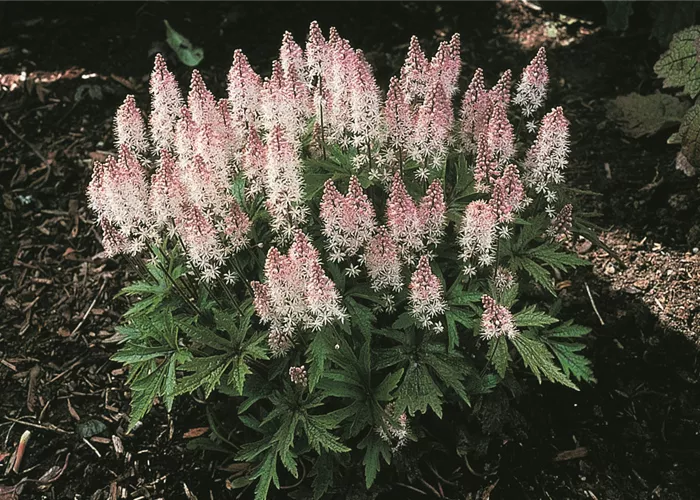 Tiarella laciniata 'Spring Symphony' Tiarella laciniata 'Spring Symphony'