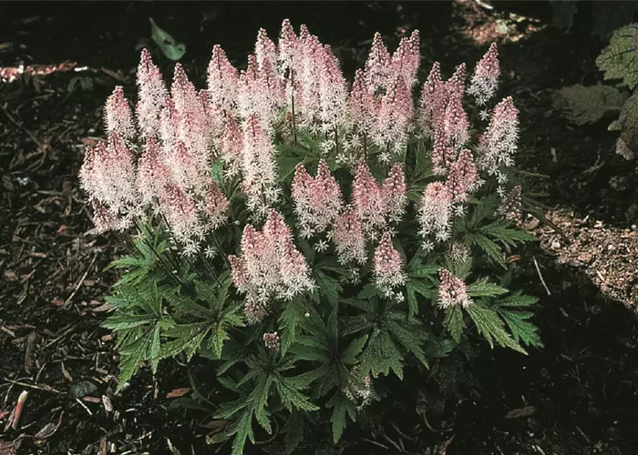 Tiarella laciniata 'Spring Symphony'