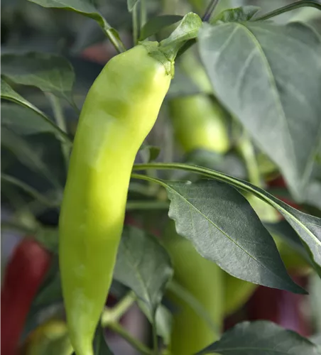 Capsicum annuum 'Sweet Banana F1'