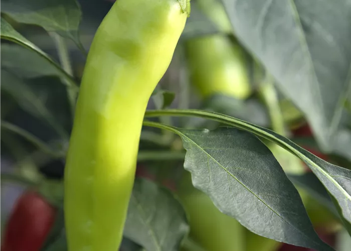 Capsicum annuum 'Sweet Banana'