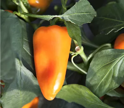Capsicum annuum 'Snacky Orange'