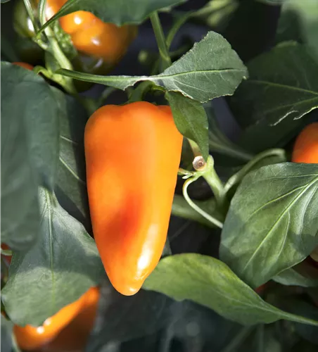 Capsicum annuum 'Snacky Orange'