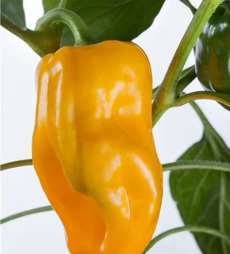 Capsicum annuum 'Snacky Yellow'