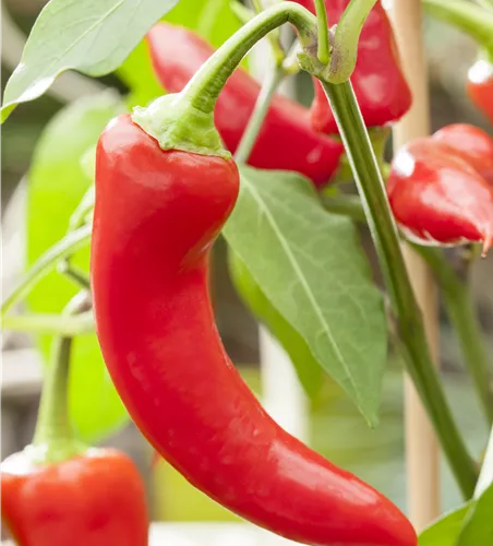 Capsicum annuum 'Sumher' F1