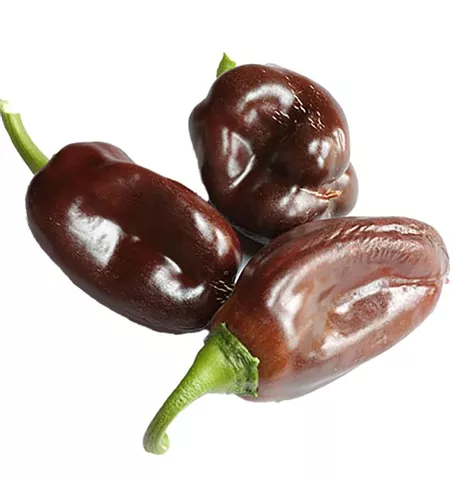 Capsicum annuum 'Sweet Chocolate'