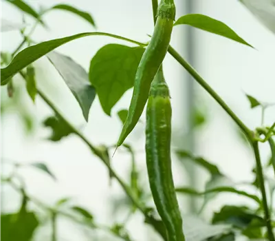 Capsicum annuum 'Langer roter Cayenne'