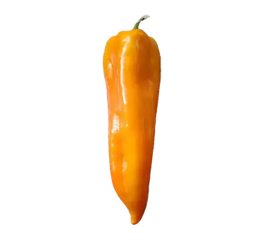 Capsicum annuum 'Partner F1'