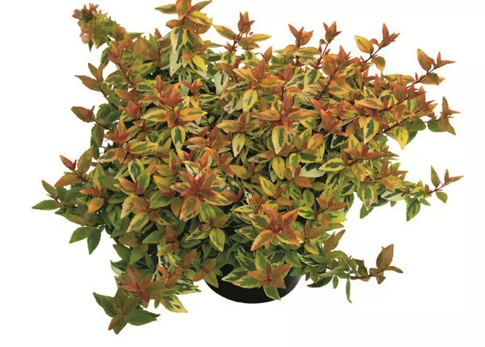 Abelia grandiflora 'Kaleidoscope'(s)