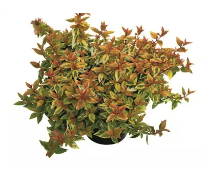 Abelia grandiflora 'Kaleidoscope'(s)