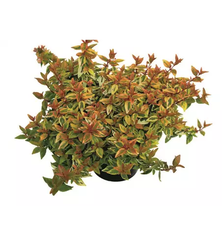 Abelia grandiflora 'Kaleidoscope'(s)