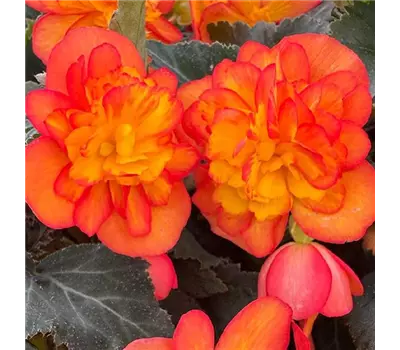 Begonia 'Beaugonia Orange Fire'