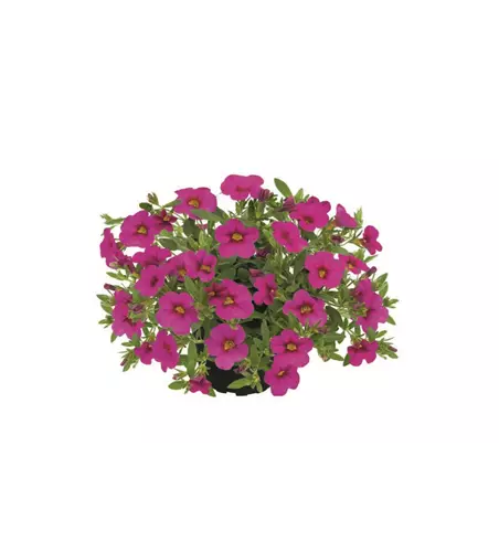 Calibrachoa POCKET™ 'Dark Pink'