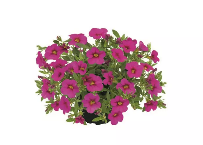 Calibrachoa POCKET™ 'Dark Pink'