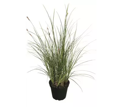Carex brunnea 'Green'
