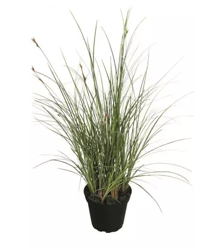 Carex brunnea 'Green'