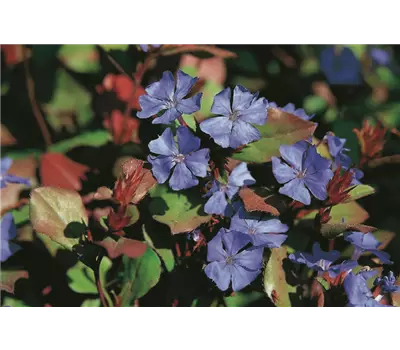 Ceratostigma plumbagoides