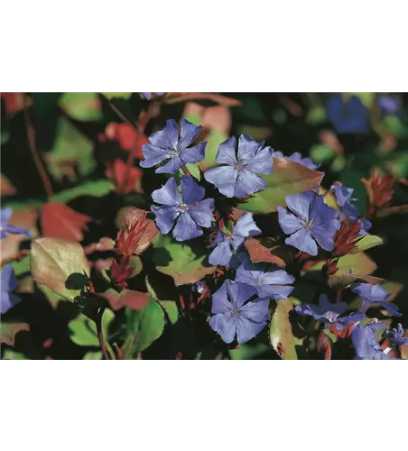 Ceratostigma plumbagoides