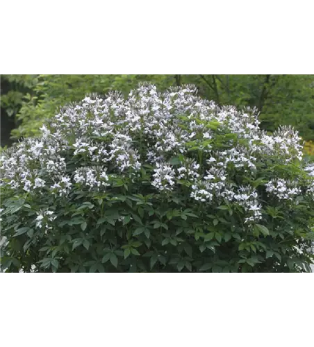 Cleome 'Señorita Blanca'(s)