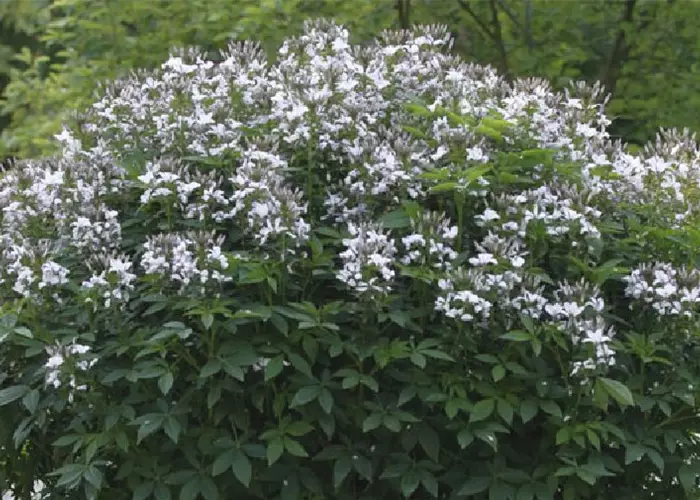 Cleome 'Señorita Blanca'(s)