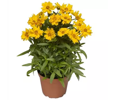 Coreopsis grandiflora 'Corey® Single Gol