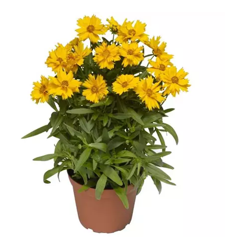 Coreopsis grandiflora 'Corey® Single Gol